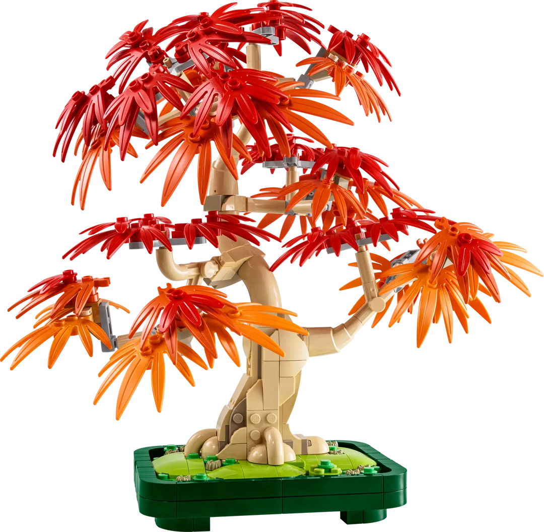 Japanese Red Maple Bonsai Tree