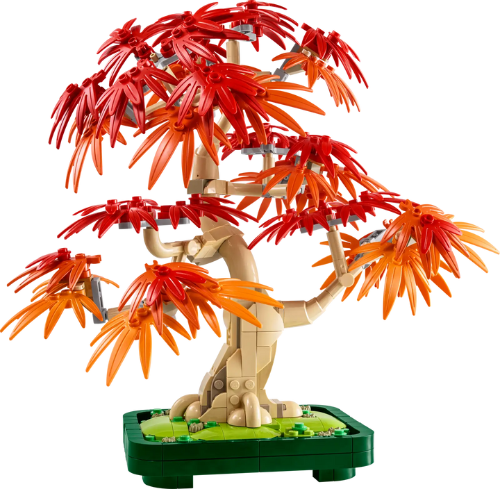 Japanese Red Maple Bonsai Tree